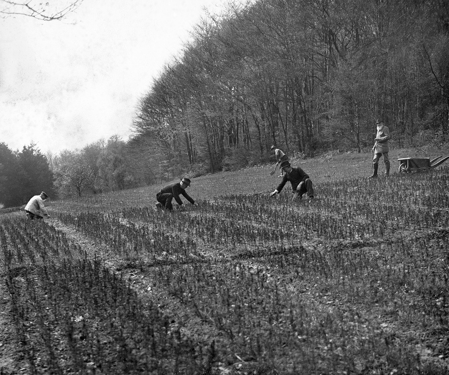 Pflanzenschule in Hattingen, um 1926